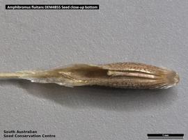   Floret:   Amphibromus fluitans ; Photo by South Australian Seed Conservation Centre, used with permission
